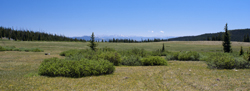 High Meadow in the Flat Tops